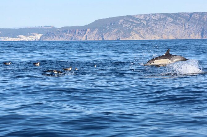 Lisbon Dolphin Watching Ocean Safari - Key things that make this dolphin safari work