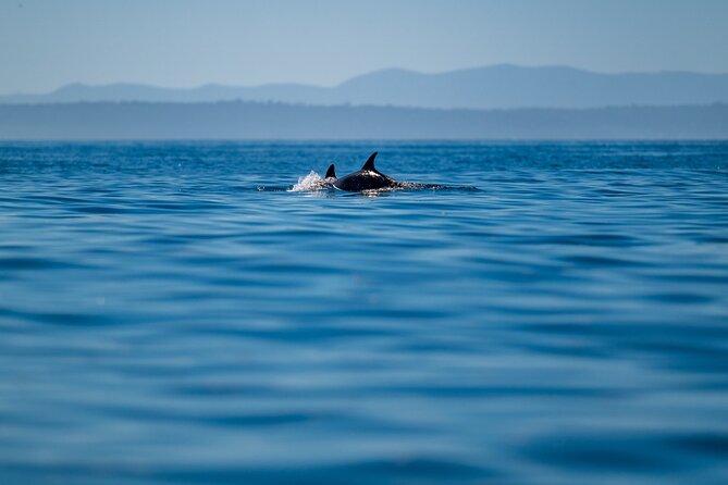 Lisbon Dolphin Watching Ocean Safari - The marine biologist effect: Diogo, plus smarter spotting