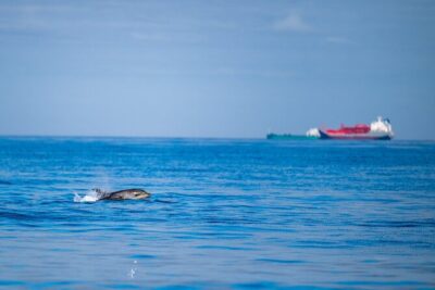 Lisbon Dolphin Watching Ocean Safari - Torre de Belém and Padrão dos Descobrimentos: what you’ll catch from the water