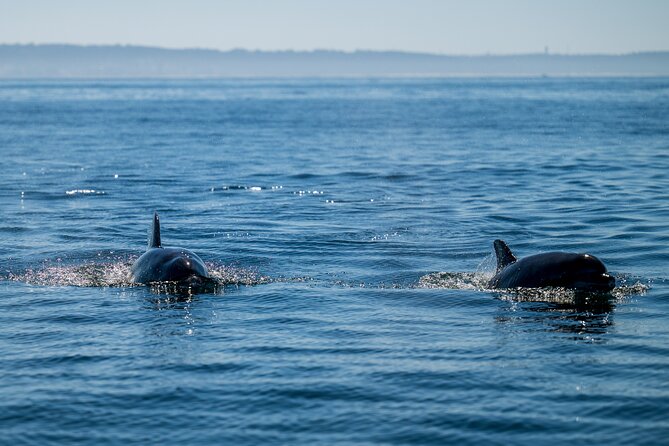 Lisbon Dolphin Watching Ocean Safari - Ride comfort: how to survive 2.5 hours on a RIB