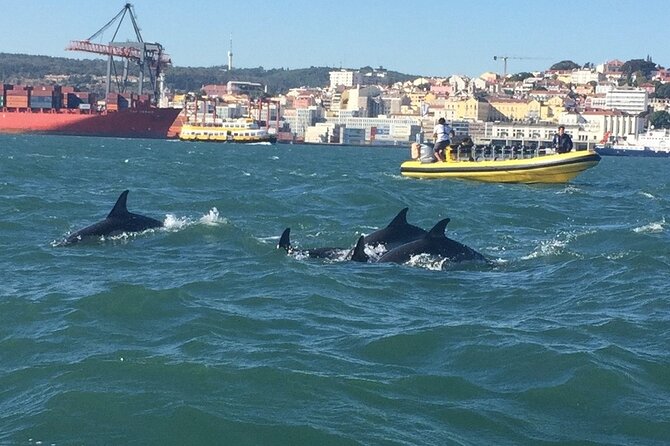 Lisbon Dolphin Watching Ocean Safari - Price and value: is $72.08 worth it?