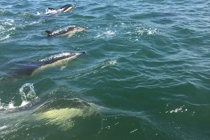 Lisbon Dolphin Watching Ocean Safari - Who should book this Lisbon dolphin ocean safari