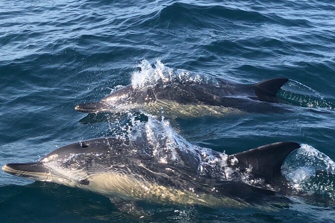 Lisbon Dolphin Watching Ocean Safari - Should you book the Lisbon Dolphin Watching Ocean Safari?