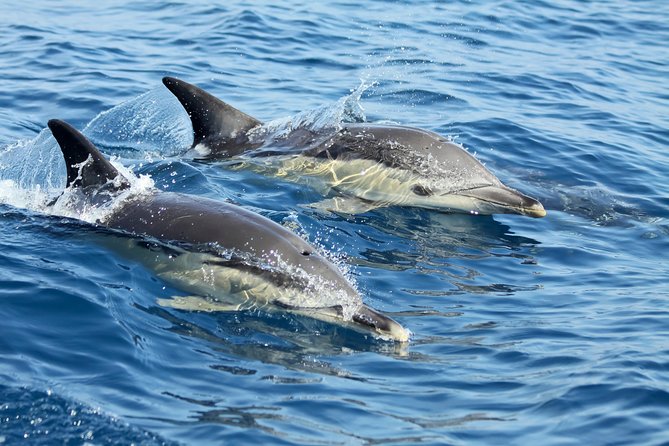 Lisbon: Dolphin Watching with a Marine Biologist - Ocean Safari - Setting Off From Alcântara: The Dock Under 25 de Abril