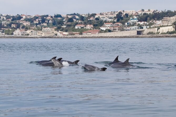 Lisbon: Dolphin Watching with a Marine Biologist - Ocean Safari - Marine Biologist Commentary That Changes What You See