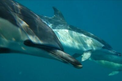 Lisbon: Dolphin Watching with a Marine Biologist - Ocean Safari - The Fast 8.5m RIB Ride: Seats, Wind, and Keeping Your Stomach Calm