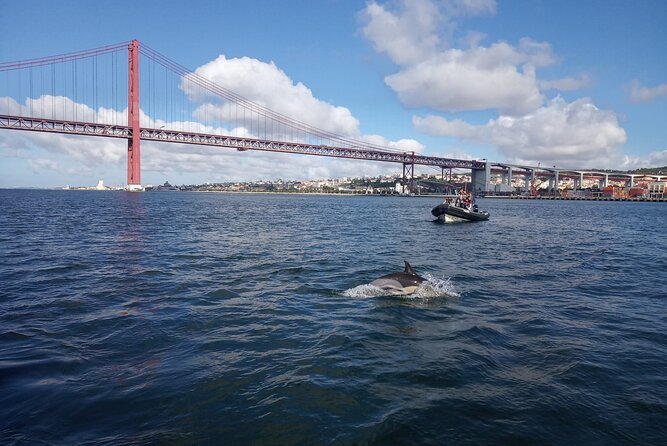 Lisbon: Dolphin Watching with a Marine Biologist - Ocean Safari - Dolphin Watching Reality Check: 95% Success and Off-Day Possibilities