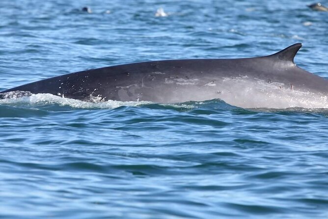 Lisbon: Dolphin Watching with a Marine Biologist - Ocean Safari - Price and Value: What $62.88 Buys You in Lisbon