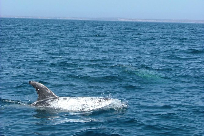 Lisbon: Dolphin Watching with a Marine Biologist - Ocean Safari - Who This Lisbon Dolphin Safari Fits Best