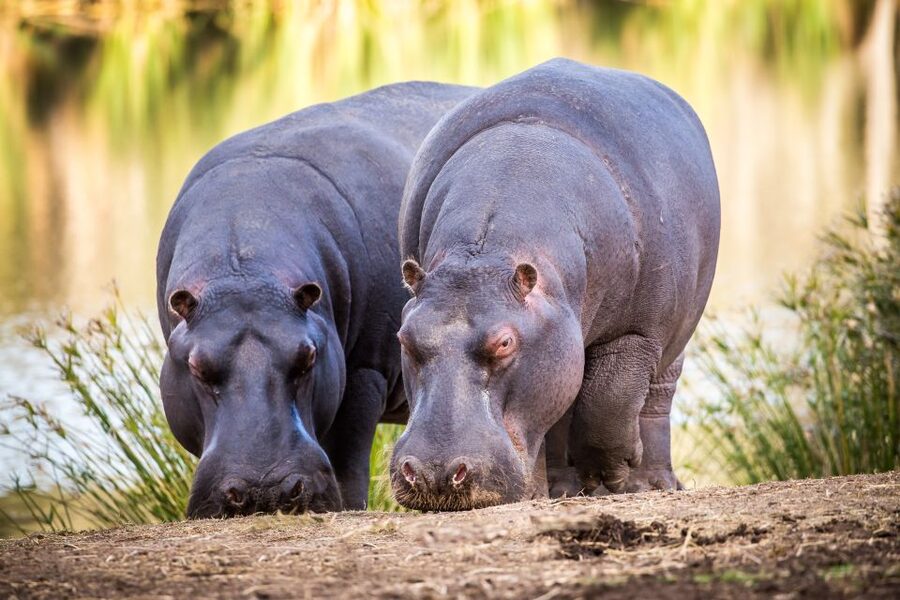 Little Brak River: Botlierskop Guided Game Drive - What you can hope to see: big mammals and a serious bird list