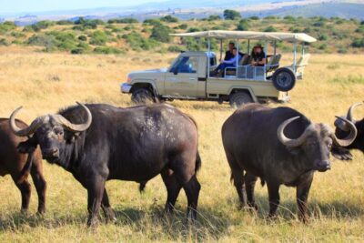 Little Brak River: Botlierskop Guided Game Drive - Your 3-hour plan: what the guided drive actually feels like