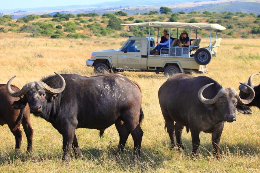 Little Brak River: Botlierskop Guided Game Drive - Your 3-hour plan: what the guided drive actually feels like