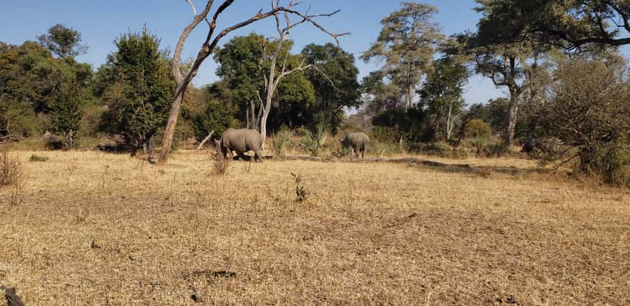 LIVINGSTONE ZAMBIA:SAFARI GAME DRIVE & RHINO WALK - Guide Names You Might Encounter: What Good Tutoring Adds