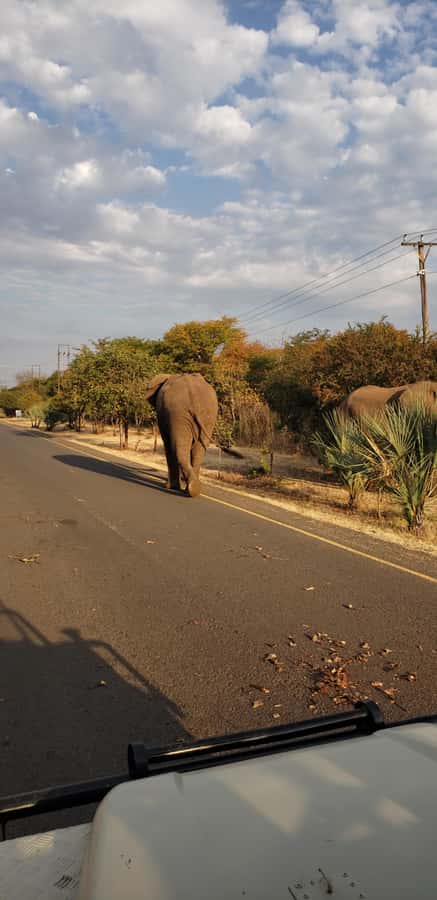LIVINGSTONE ZAMBIA:SAFARI GAME DRIVE & RHINO WALK - Should You Book This Safari Game Drive & Rhino Walk?