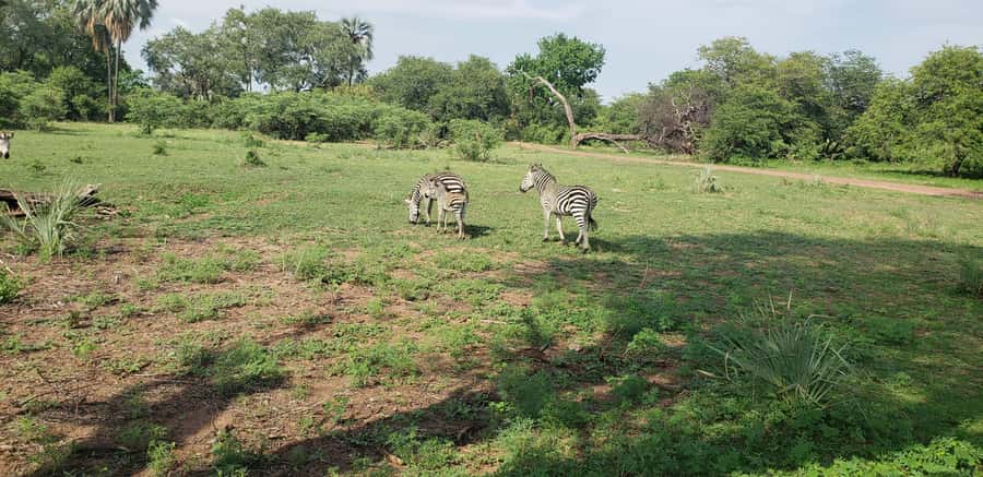 LIVINGSTONE ZAMBIA:SAFARI GAME DRIVE & RHINO WALK - Rhino Walk: The Real-World Moment With Southern White Rhinos