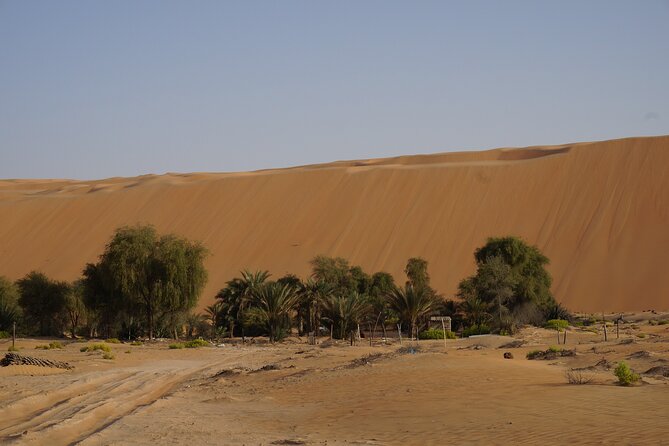 Liwa Full Day Desert Safari from Abu Dhabi - Camel Farm Visit: Black and White Camels Up Close