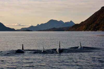 Lofoten RIB Sea Eagle Safari and Trollfjord Cruise - Meeting at Torget 22 in Svolvær: Easy Start, Quick Turnaround