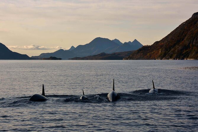 Lofoten RIB Sea Eagle Safari and Trollfjord Cruise - Meeting at Torget 22 in Svolvær: Easy Start, Quick Turnaround