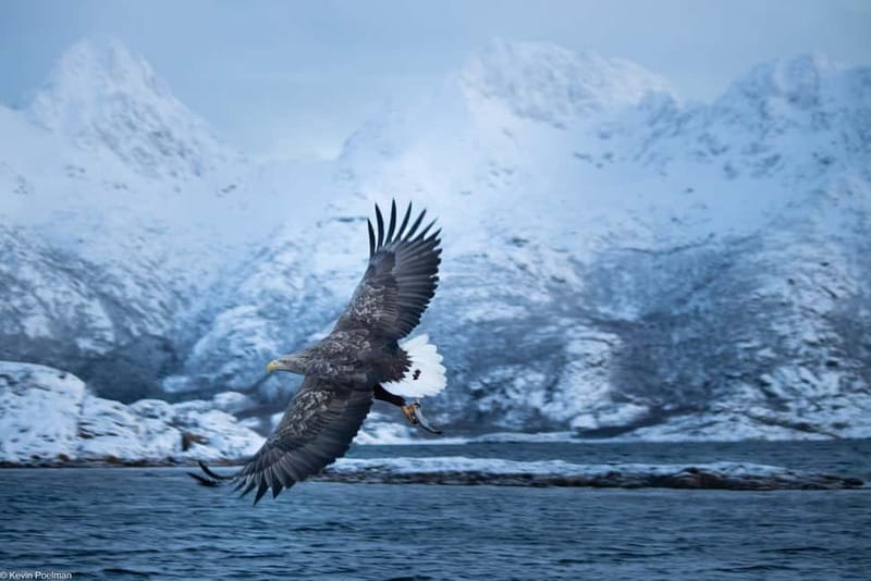 Lofoten: Trollfjord Sea Eagle Safari by RIB Boat - Raftsundet sea eagles feeding: the close-up wildlife moment