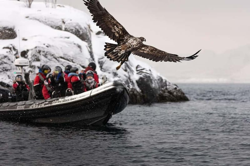 Lofoten: Trollfjord Sea Eagle Safari by RIB Boat - Viking locations along the route: stories that make the coastline make sense