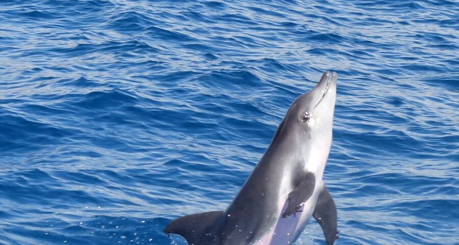 Los Cristianos Respectful No-Chase Whale and Dolphin Safari - Key things that make this safari work