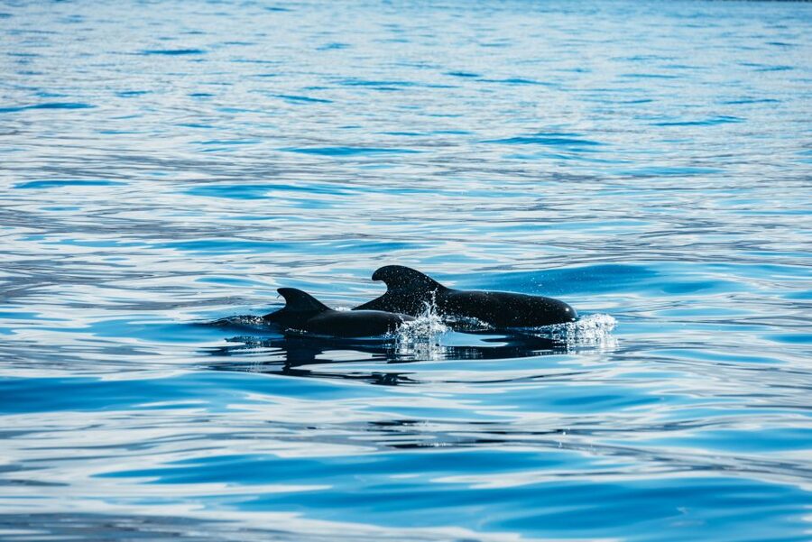 Los Cristianos Respectful No-Chase Whale and Dolphin Safari - Who this Los Cristianos safari is best for