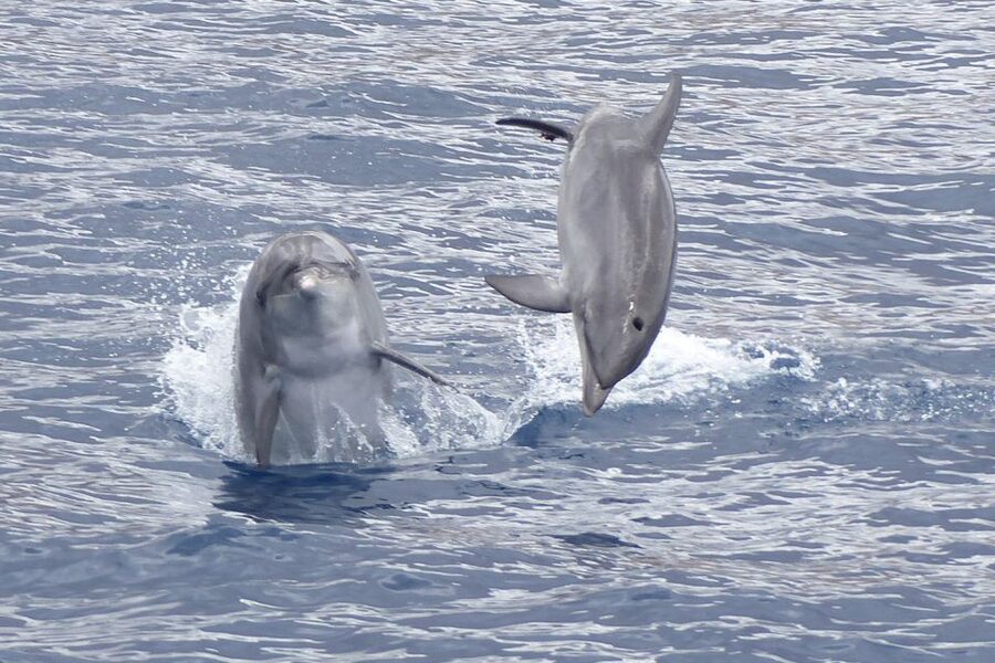 Los Cristianos Respectful No-Chase Whale and Dolphin Safari - How the 2-hour tour unfolds in Puerto Los Cristianos
