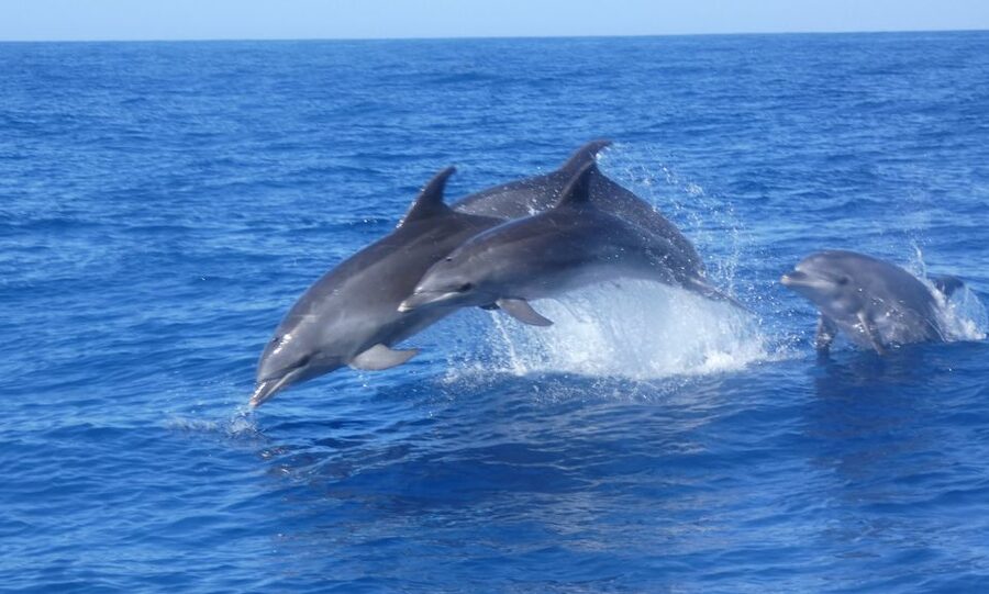 Los Cristianos Respectful No-Chase Whale and Dolphin Safari - What you can realistically see: dolphins, pilot whales, turtles, and more