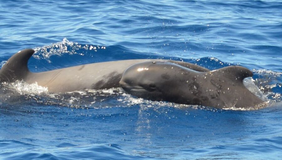 Los Cristianos Respectful No-Chase Whale and Dolphin Safari - The ethical part that matters: noise, distance, and how they handle close encounters