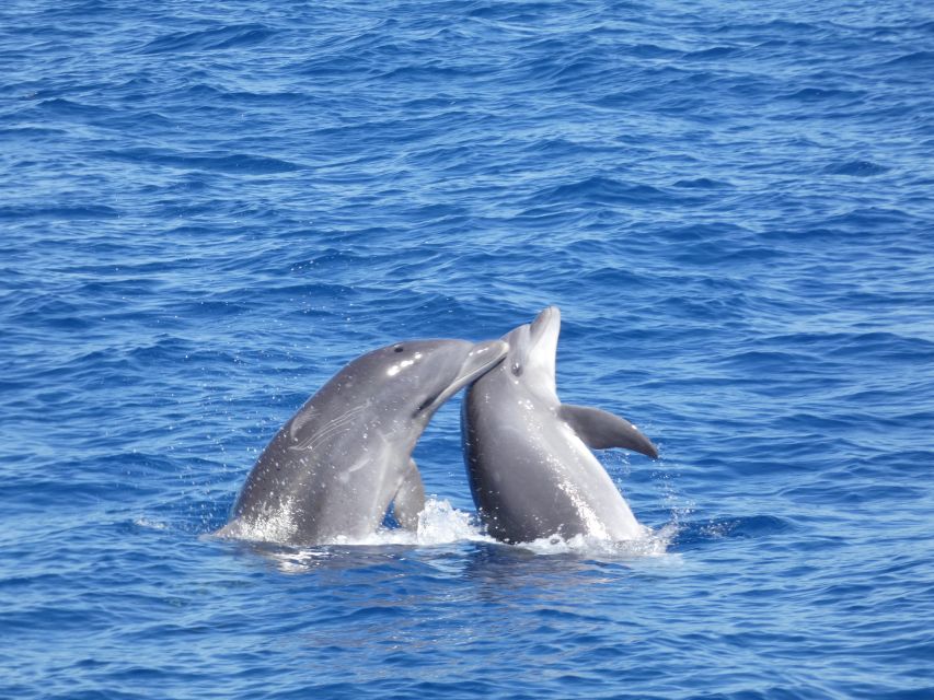 Los Cristianos Respectful No-Chase Whale and Dolphin Safari - Logistics that help: where to sit, what to bring, and what to avoid