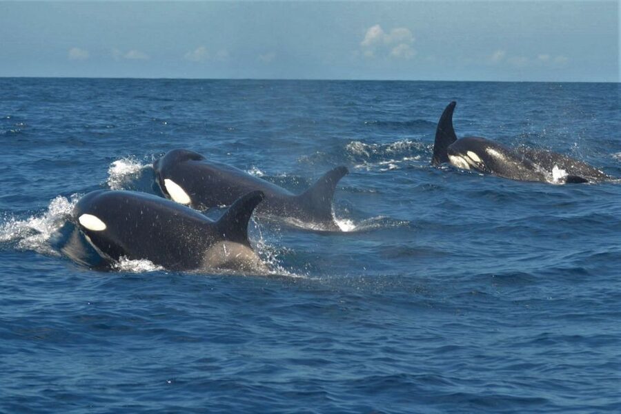 Los Cristianos Respectful No-Chase Whale and Dolphin Safari - Certifications and trust: the fine print you should understand before you book