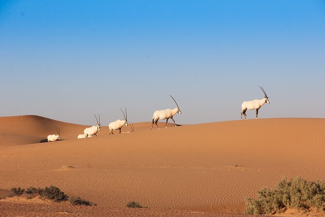 Luxury Desert Safari with Michelin-Curated Fine Dining Experience - Dubai Desert Conservation Reserve: wildlife spotting that isn’t just theater