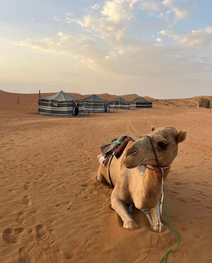 Luxury Overnight Desert Safari in Salalah - Salalah’s Luxury Desert Safari: why this route hits different