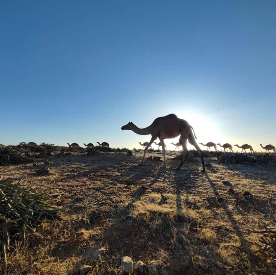 Luxury Overnight Desert Safari in Salalah - Black color camels stop: one of those “only here” moments
