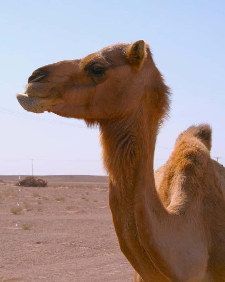 Luxury Overnight Desert Safari in Salalah - Dinner and breakfast: Bedouin-style food you can actually taste