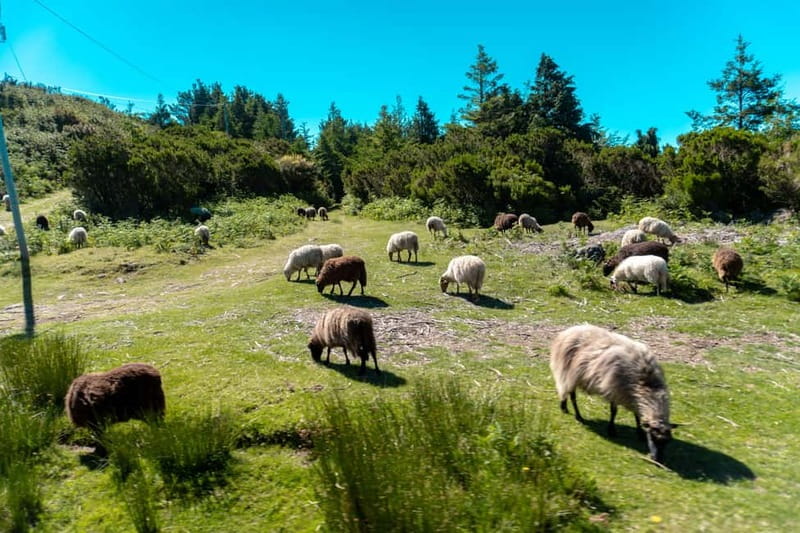 Madeira: Santana Jeep Safari and Referta Levada Walk - Quick hits