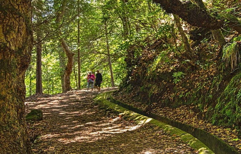 Madeira: Santana Jeep Safari and Referta Levada Walk - Santana and its triangular thatched houses: culture with walking time