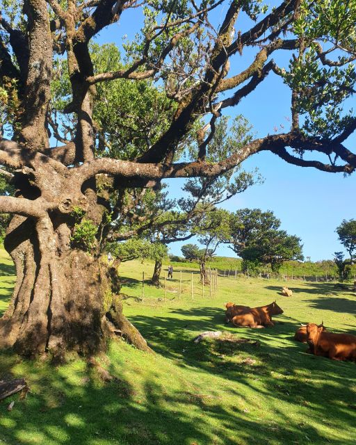 Madeira Wild West 4X4 Tour Safari - Price and value: is $56 per person a fair deal