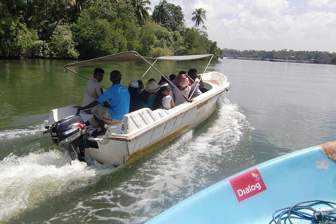 Madu River Boat Safari Balapitiya - Madu River mangroves: why this safari works so well