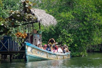 Madu River Boat Safari Balapitiya - Wildlife spotting: what to watch for along the mangroves