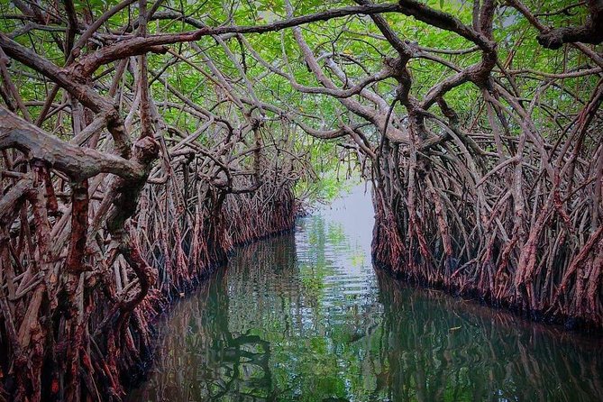 Madu River Boat Safari Balapitiya - Cinnamon island: how a local ingredient becomes a story