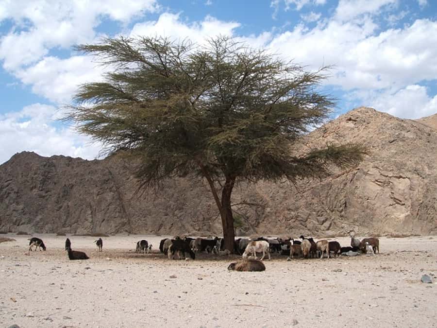 Makadi Bay: Jeep Safari Adventure with Bedouin guide - Should You Book This Makadi Bay Jeep Safari Adventure?