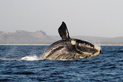Marine Big 5 Safari: Self-Drive - Pre-boat briefing, conservation room, and the gear you actually need