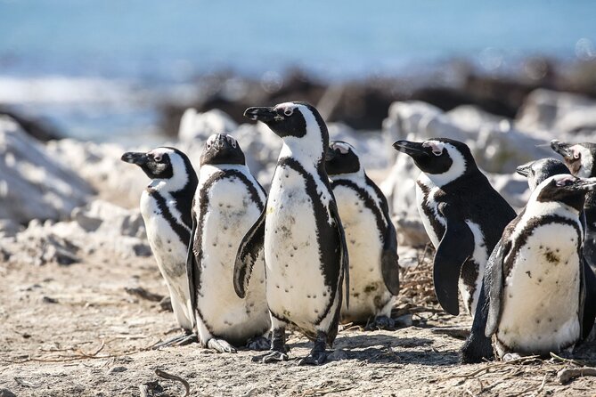 Marine Big 5 Safari with transport from Cape Town - Onboard marine biologist: what the guide helps you notice