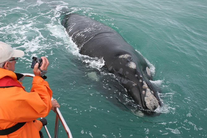 Marine Big 5 Safari with transport from Hermanus - Key Things I’d Pay Attention To