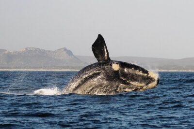 Marine Big 5 Safari with transport from Hermanus - The Marine Big 5: What You’re Chasing (And What You’ll Learn)