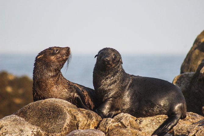 Marine Big 5 Safari with transport from Hermanus - Price and Value: Why $164.49 Can Make Sense Here