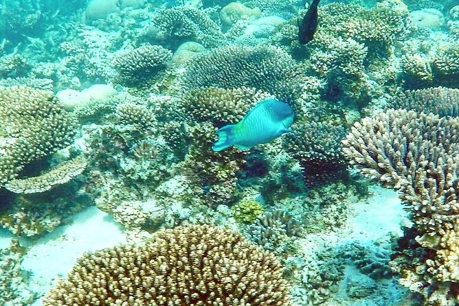 Marine Eco Safari - Swim with Manta Rays - Key things that make this manta-ray day work