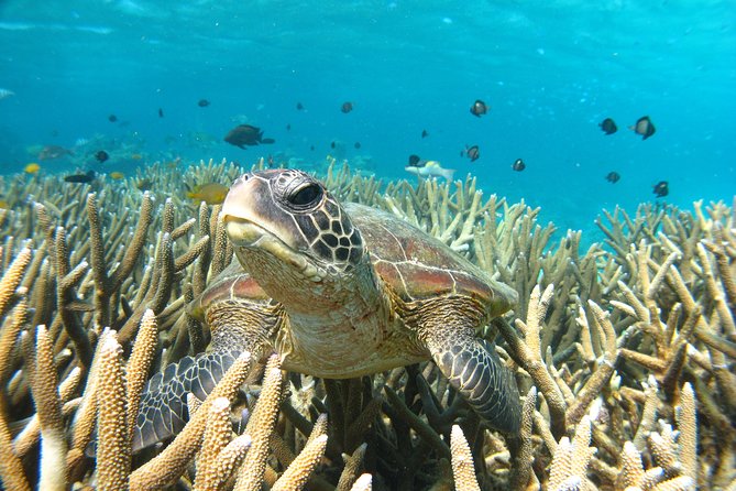 Marine Eco Safari - Swim with Manta Rays - Sea turtle sanctuary stop: a gentler wildlife moment between swims