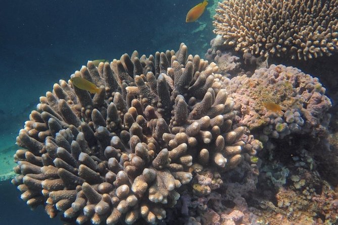 Marine Eco Safari - Swim with Manta Rays - Afternoon snorkel: one more shot at the reef before heading back